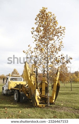 Truck-mounted tree spade being positioned around a twenty foot tall deciduous tree for transplant.