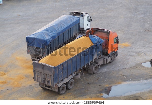 trucks carrying bulk cargo and the stevedore is\
covering the tarpaulin on\
it.