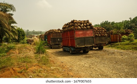 Trucks Near Palm Oil Factory In Bengkulu Province, Sumatra, Indonesia. Slash And Burn Forest Destruction Is Major Environmental Issue In Sumatra. Many Protected Areas Are Converted To Palm Plantations