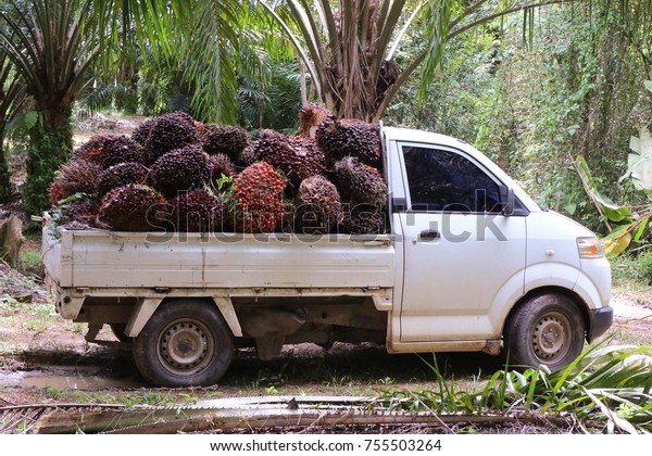Trucks oil
palm plantations in southern
Thailand.