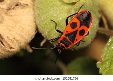 True bug