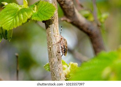 True bug on a branch , side view , blurry background