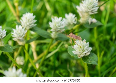 True Bug on White Flower, Close up