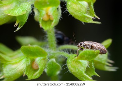 True Bugs Nymph (pest) On Plant