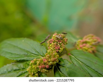 True Bugs That Land On Asthma-plant