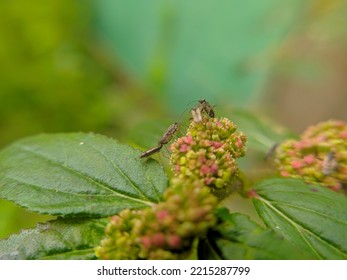 True Bugs That Land On Asthma-plant