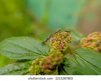 True Bugs That Land On Asthma-plant