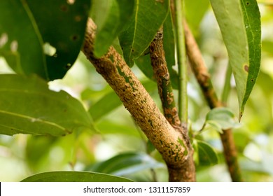 True Ceylon Cinnamon Trees.