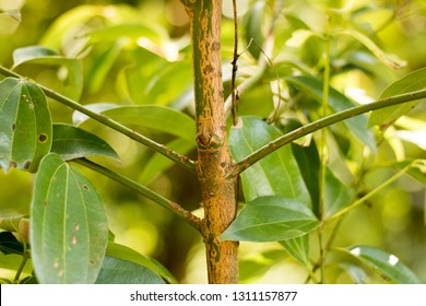 True Ceylon Cinnamon Trees Stock Photo (Edit Now) 1311157877 | Shutterstock