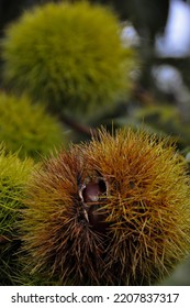 True Chestnuts Are Deciduous Trees And Shurbs In The Genus Castanea, In The Beech Family Fagaceae