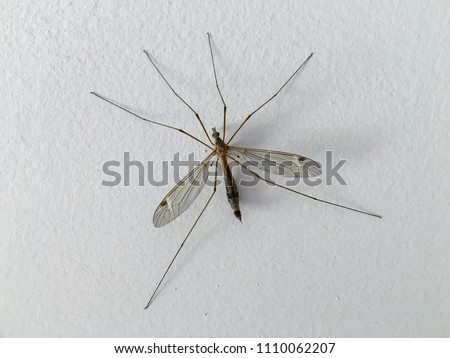 True crane - fly or cranefly close up. Mosquito against a wall