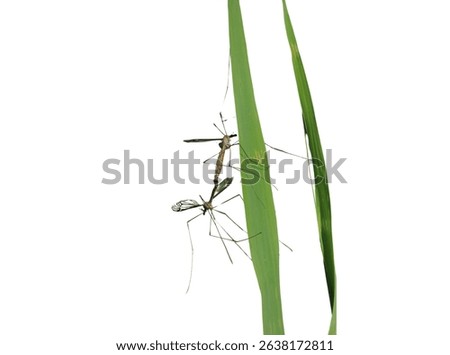 True cranefly (Tipula maxima) isolated on a white background 
