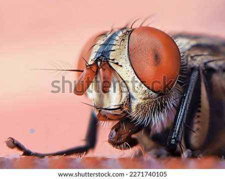 The true fly is an insect of the class Diptera, which has a pair of wings on the mesothorax and a pair of halteres arising from the hindwings on the metathorax. A fly has a pair of wings that distingu