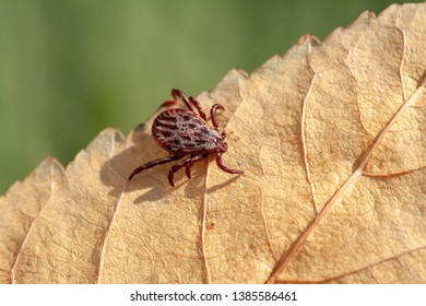 A true ixodid mite blood sucking parasite carrying the acarid disease sits on a On a leaf of grass in the field on a hot summer day, hunting in anticipation of the victim