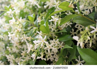 True jasmine, Jasminum officinale, white flowering bush in southern France