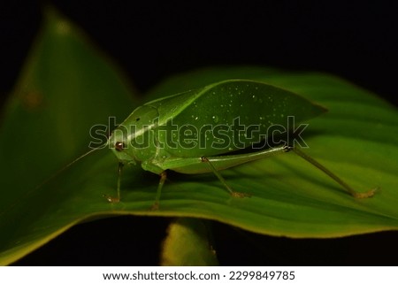 True Katydid (Pterophylla Camellifolia) Grasshopper,Close up of Pseudophyllus titan, Giant False Leaf Katydid,animal life, on green leaf.Pseudophyllus titan THAILAND - World of Butterflies and Moths.