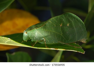 True Katydids 