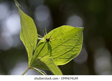 True Lovers Knot After A Rain Shower In Early Bright Morning Light