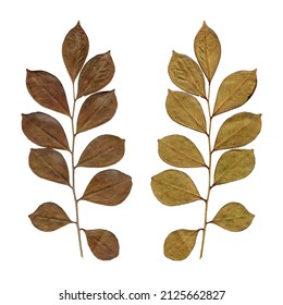True myrtle dry leaf (Myrtus communis) front and back on white background - Powered by Shutterstock