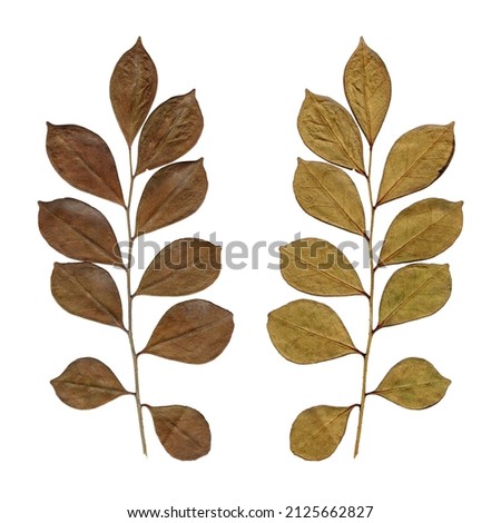 True myrtle dry leaf (Myrtus communis) front and back on white background