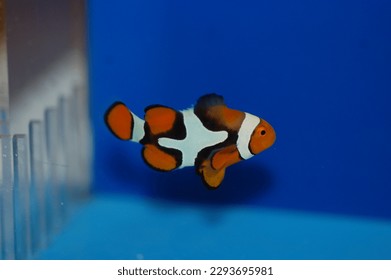 True Percula Clownfish (Amphiprion percula)