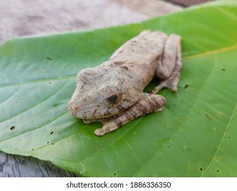 
True Tree Frog Amphibian Of The Hylidae Family. Amazon Rainforest, Brazil 
