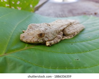 
True Tree Frog Amphibian Of The Hylidae Family. Amazon Rainforest, Brazil 
