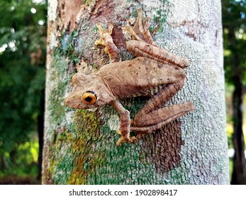 
True Tree Frog Amphibian Of The Hylidae Family. Amazon Rainforest, Brazil 
