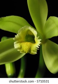 true Vanilla orchid flower