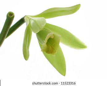 True Vanilla Orchid Flower Isolated On White