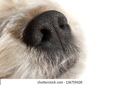 Truffle Dog Nose Isolated On White