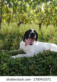 Truffle dog is resting in a vineyard, La Morra, Piedmont - Italy