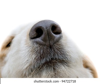 truffle dog sniffing the screen isolated on white