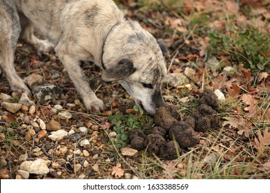 TRUFFLE DOG WITH TRUFFLES, TRUFFLE GATHERING IN DROME IN FRANCE  