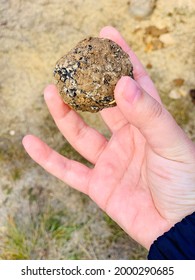 Truffle Hunt At The Truffle Farm, Canberra ACT Australia