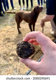 Truffle Hunt At The Truffle Farm, Canberra ACT Australia