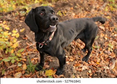 Truffle Hunter Dog