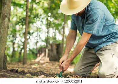 Truffle Mushroom Search. Man Expert Digging Holes To Find Truffles In Forest. 