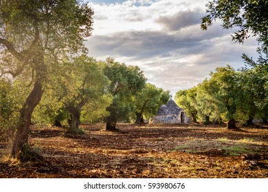 Trulli With Olive Grove. Val D'Itria - Puglia (Apulia) - Italy