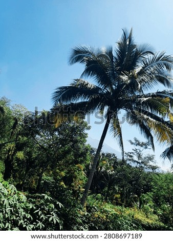 a truly beautiful coconut tree
