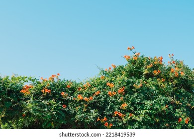 Trumpet Creeper Or Trumpet Vine