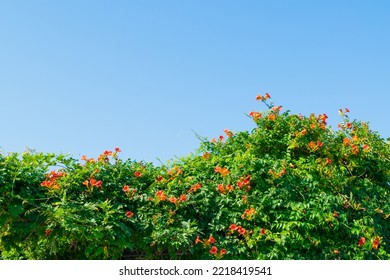 Trumpet Creeper Or Trumpet Vine