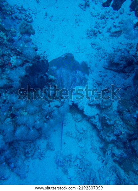 Red trumpet fish