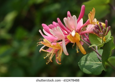 Trumpet Honeysuckle Against Darkness