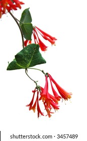 Trumpet Honeysuckle Flower