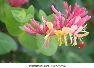 Trumpet Honeysuckle, Gorgeous Shape And Color