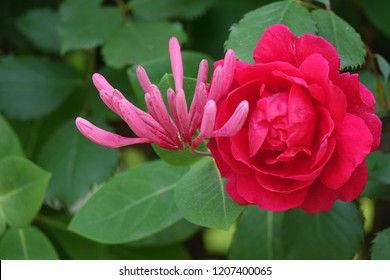 Trumpet Honeysuckle And Rose