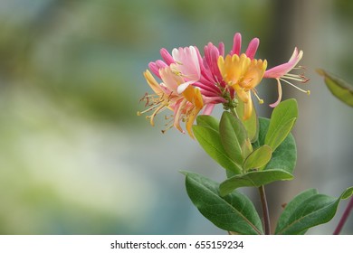 Trumpet Honeysuckle, Splendid Color