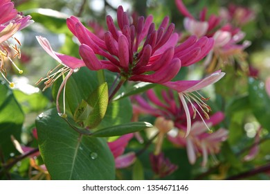 Trumpet Honeysuckle In Sunlight