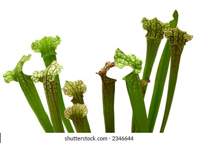 Trumpet Pitcher Plant (carnivorous), Isolated On White